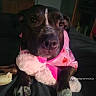 dog, black_dog, pink_clothing, stuffed_toy, indoor, pet, cute, animal, paws, resting, bedroom, furniture, halloween_theme, plush_toy, canine, closeup, sleepwear, domestic_animal, companion, comfort