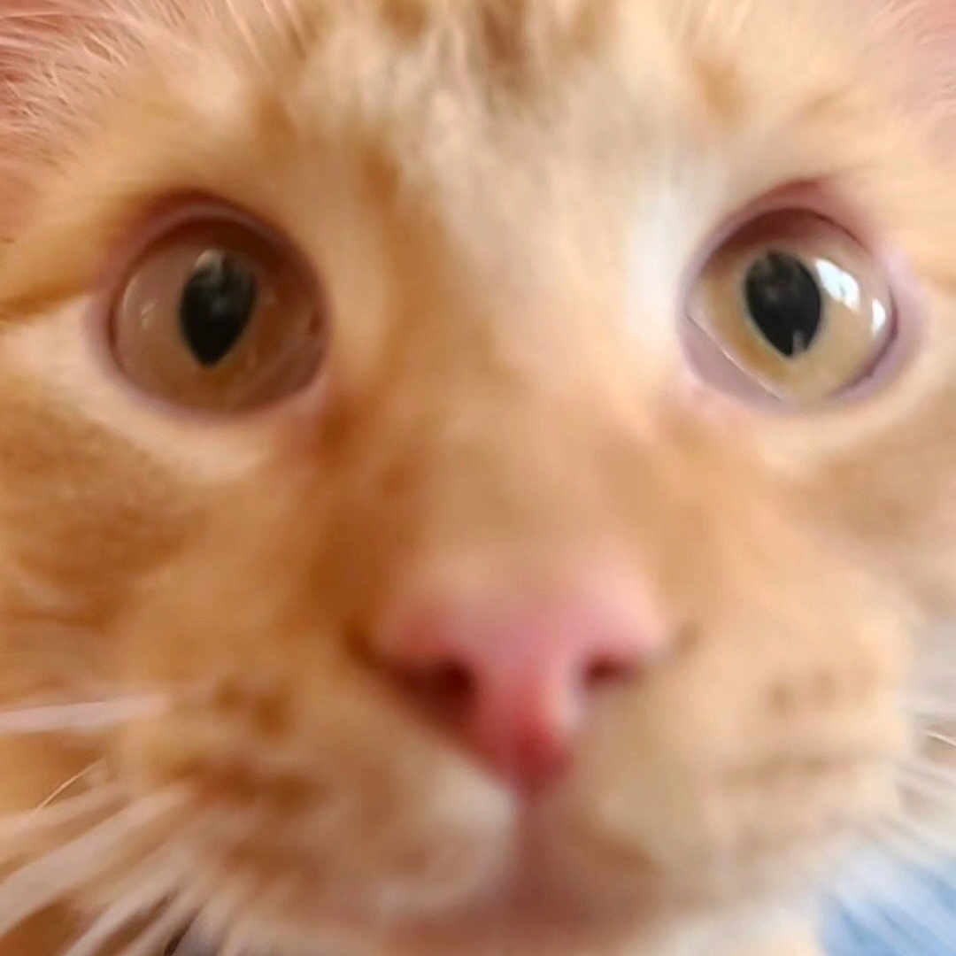 Stinky joined the competition — help win amazing prizes! abyssinian, angora, animal, bodypart, cat, citrusfruit, ear, face, food, fruit, head, kitten, manx, orange, person, pet, plant, produce, siamese, snout