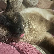 Bardock is registered to the contest to win money with this photo: cat, siamese, sleeping, tongue_out, close_up, whiskers, pink_blanket, cozy, relaxed, pet, feline, fur, indoor, resting, cute, animal, domestic, soft_texture, face, nap