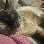 cat, siamese, sleeping, tongue_out, close_up, whiskers, pink_blanket, cozy, relaxed, pet, feline, fur, indoor, resting, cute, animal, domestic, soft_texture, face, nap