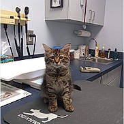 Olly is registered to the contest to win money with this photo: animal, cabinet, cat, clinic, counter, cute, exam_table, feline, indoor, kitten, mat, medical_equipment, pet, portrait, sink, sitting, stethoscope, tabby, veterinary_office, wall