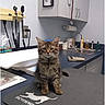 animal, cabinet, cat, clinic, counter, cute, exam_table, feline, indoor, kitten, mat, medical_equipment, pet, portrait, sink, sitting, stethoscope, tabby, veterinary_office, wall