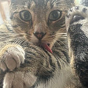 Arès participe au concours pour gagner de l'argent avec cette photo : animal, cat, close_up, curious, cute, domestic, eyes, feline, fur, indoor, licking, mammal, nose, paw, pet, soft, tabby, tongue, whiskers