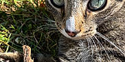 Arès participe au concours pour gagner de l'argent avec cette photo : animal, cat, close_up, curious, cute, daylight, eyes, focused, fur, grass, mammal, nature, outdoor, pet, playing, portrait, stick, tabby, whiskers, wildlife