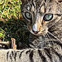animal, cat, close_up, curious, cute, daylight, eyes, focused, fur, grass, mammal, nature, outdoor, pet, playing, portrait, stick, tabby, whiskers, wildlife