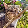 Arès participe au concours pour gagner de l'argent avec cette photo : animal, branch, cat, close_up, cute, daylight, feline, flora, flower, grass, greenery, nature, outdoor, peaceful, pet, relaxed, sniffing, sunlight, tabby, whiskers