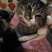 Marshmallow joined the competition — help win amazing prizes! cat, tabby, knitted_sweater, pom_poms, patchwork_quilt, cozy, indoor, pet, feline, relaxed, cute, fur, whiskers, comfort, sleepy, colorful, textile, pattern, close_up, portrait