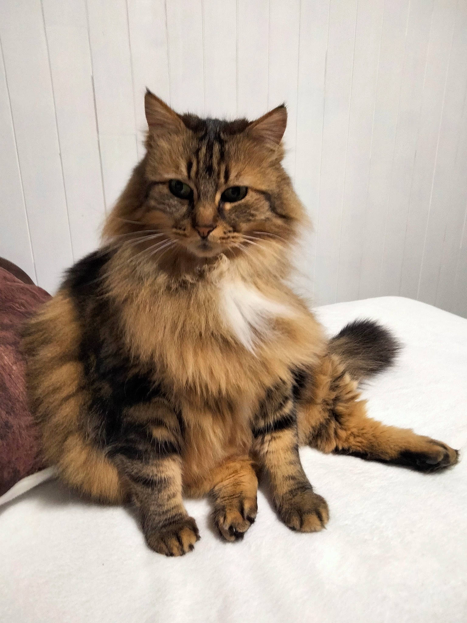 Happy participe au concours pour gagner de l'argent avec cette photo : british_longhair, carnivore, cat, claw, fawn, felidae, fur, maine_coon, norwegian_forest_cat, paw, siberian, sitting, small_to_medium_sized_cats, snout, tail, terrestrial_animal, whiskers