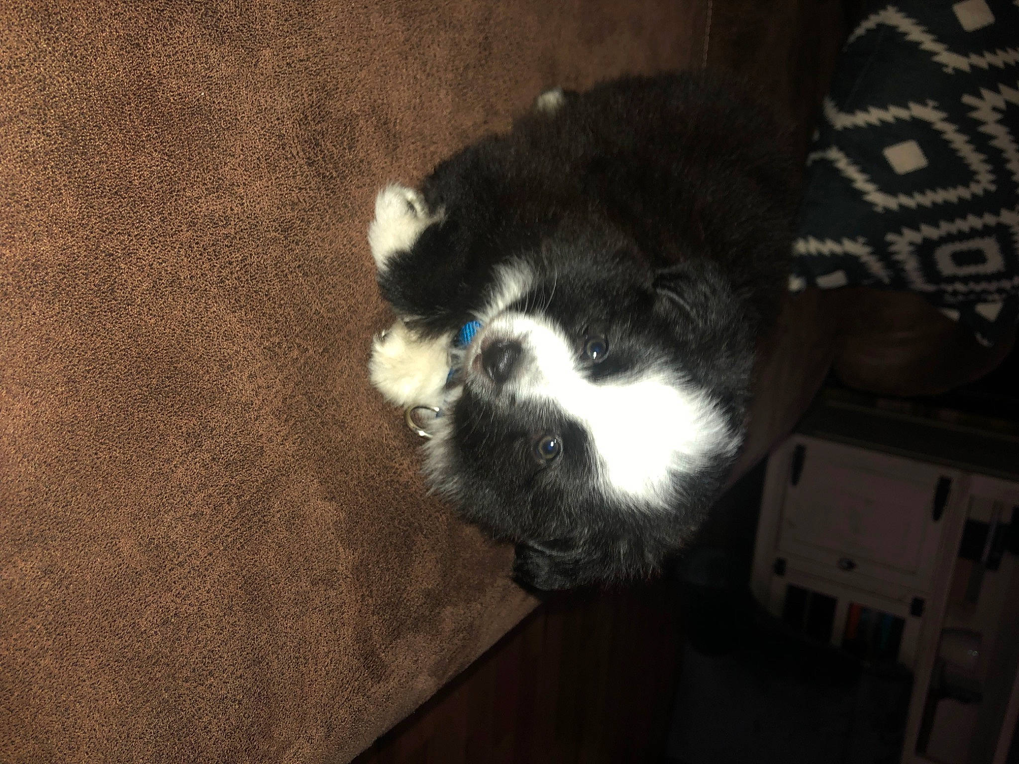 Bo Vine Hardee is registered to the contest to win money with this photo: canidae, carnivore, cat, claw, comfort, companion_dog, dog_breed, felidae, flooring, fur, hardwood, paw, small_to_medium_sized_cats, snout, sporting_group, tail, terrestrial_animal, whiskers, wood