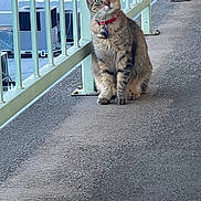Ming Ming is registered to the contest to win money with this photo: alert, animal, building, cat, collar, curious, ears, fence, fur, gray, metal, outdoor, pet, railing, sidewalk, sitting, tabby, urban, whiskers, window