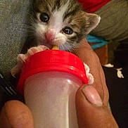 Pepito participe au concours pour gagner de l'argent avec cette photo : baby_bottle, bottle, carnivore, cat, drinking, drinkware, ear, eye, fawn, felidae, finger, fur, gesture, nail, plastic_bottle, small_to_medium_sized_cats, snout, thumb, water_bottle, whiskers