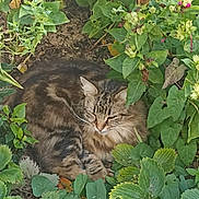 Chipie participe au concours pour gagner de l'argent avec cette photo : cat, tabby_cat, animal, pet, feline, fur, greenery, plants, flowers, leaves, garden, nature, outdoor, resting, sleeping, cute, cozy, wildlife, closeup, camouflage