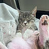 Millie is registered to the contest to win money with this photo: animal, car_seat, cat, closeup, cozy, cute, fluffy, fur, indoor, mammal, paw_pads, pet, pink_paws, rainy_day, relaxed, resting, sleeping, tabby, vehicle, window