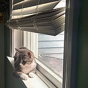 Millie is registered to the contest to win money with this photo: animal, blind, calm, cat, cute, daylight, domestic, fur, gray, home, indoor, light, pet, quiet, relaxing, resting, shadow, whiskers, window, windowsill