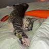Millie joined the competition — help win amazing prizes! animal, bed, blanket, carrot_toy, cat, cozy, cute, fairy_lights, feline, hotdog_toy, indoor, pet, pillow, relaxing, resting, sleep, sleeping, soft_lighting, stuffed_toy, tabby_cat
