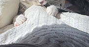 Millie is registered to the contest to win money with this photo: animal, blanket, cat, claws, close_up, cozy, curious, feline, gray_cat, indoor, kitten, pet, playful, resting, shadow, soft_light, texture, whiskers, white_paws, young_cat