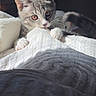 animal, blanket, cat, claws, close_up, cozy, curious, feline, gray_cat, indoor, kitten, pet, playful, resting, shadow, soft_light, texture, whiskers, white_paws, young_cat