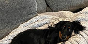 Bear is registered to the contest to win money with this photo: dog, dachshund, black, tan, pet, canine, couch, blanket, cozy, indoor, relaxed, fur, animal, laying, cute, companion, home, comfort, soft, resting
