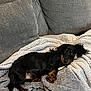 dog, dachshund, black, tan, pet, canine, couch, blanket, cozy, indoor, relaxed, fur, animal, laying, cute, companion, home, comfort, soft, resting