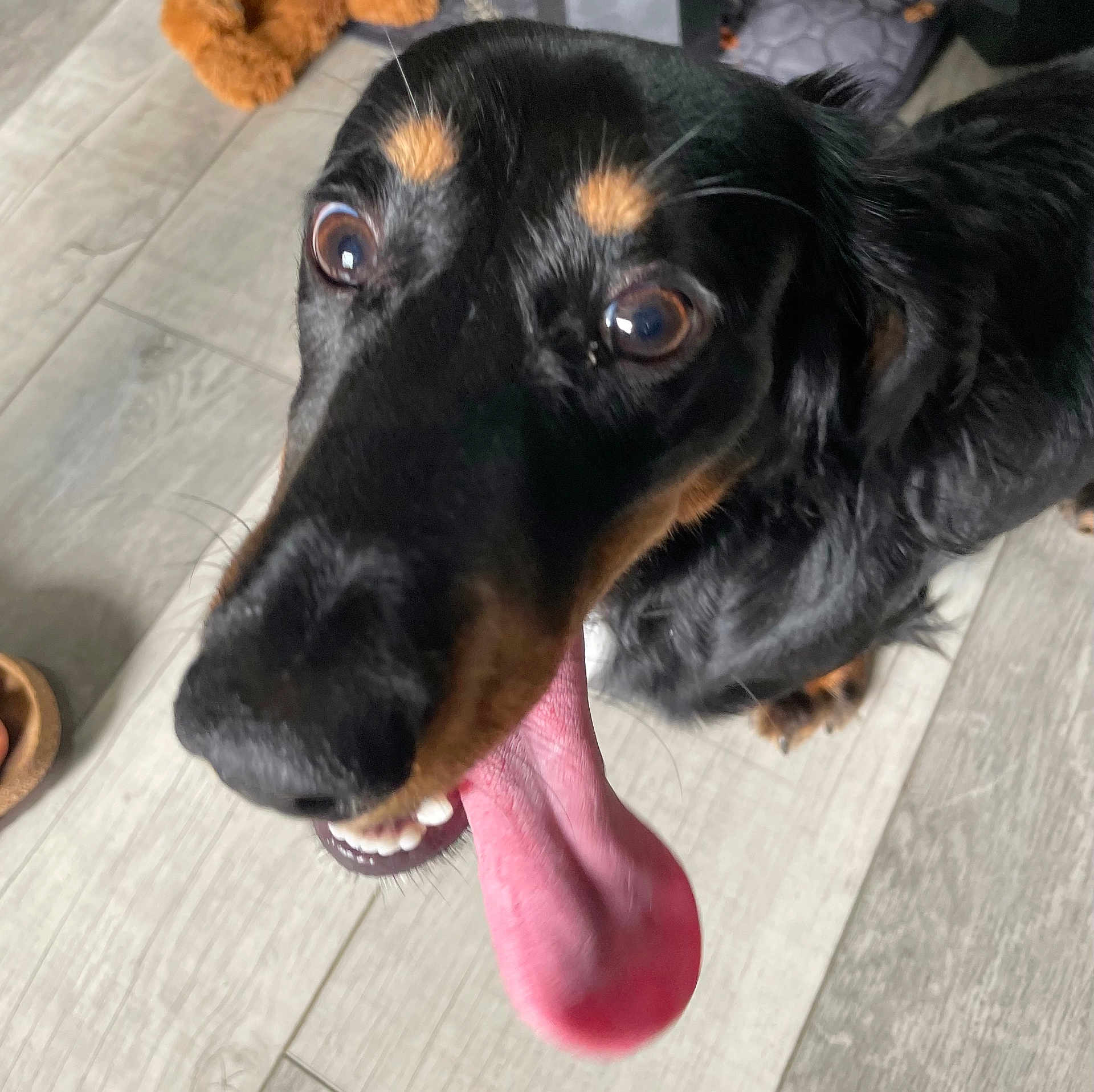 Bear is registered to the contest to win money with this photo: dog, black_dog, tongue_out, close_up, pet, canine, floor, wooden_floor, happy, playful, animal, indoor, looking_up, tongue, ears, fur, eyes, nose, mouth, teeth