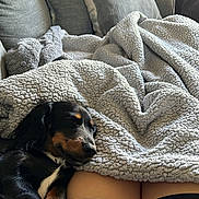 Bear joined the competition — help win amazing prizes! dog, sleeping, blanket, couch, pillow, indoor, cozy, resting, pet, fur, relaxation, comfort, home, snuggle, black_and_tan, legs, human, soft, warm, casual