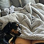 dog, sleeping, blanket, couch, pillow, indoor, cozy, resting, pet, fur, relaxation, comfort, home, snuggle, black_and_tan, legs, human, soft, warm, casual