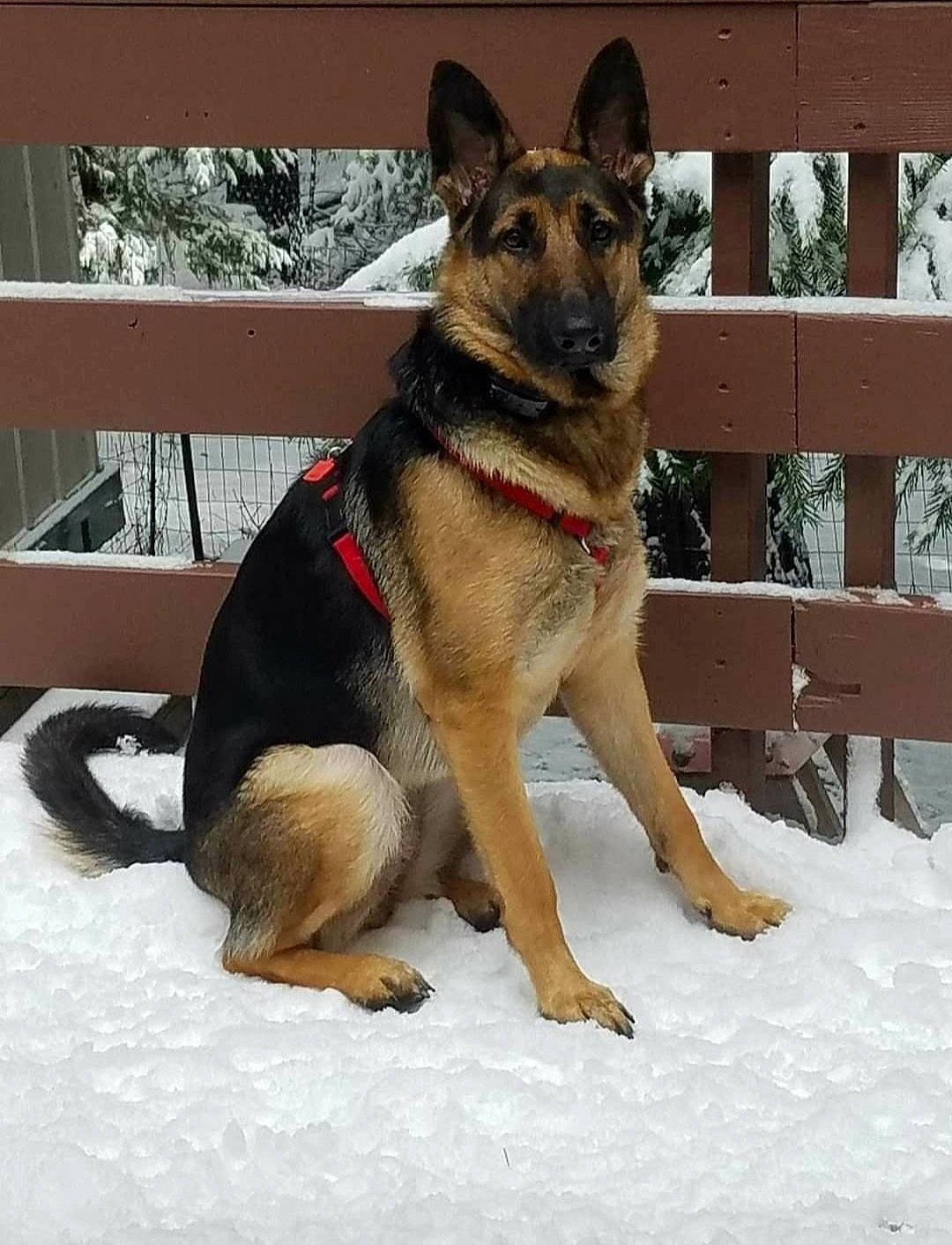 Sachi joined the competition — help win amazing prizes! canidae, carnivore, collar, dog, dog_breed, east_european_shepherd, fawn, foot, fur, german_shepherd_dog, herding_dog, king_shepherd, old_german_shepherd_dog, outdoor_furniture, pet_supply, snout, snow, sporting_group, window, working_animal