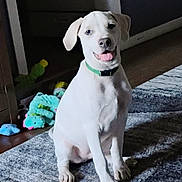 Kodak joined the competition — help win amazing prizes! dog, white_dog, puppy, pet, indoor, rug, collar, toy, plush_toy, floor, home, room, happy, sitting, tongue_out, canine, animal, domestic_animal, cute, playful