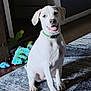 dog, white_dog, puppy, pet, indoor, rug, collar, toy, plush_toy, floor, home, room, happy, sitting, tongue_out, canine, animal, domestic_animal, cute, playful
