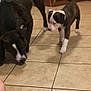 Delilah is registered to the contest to win money with this photo: dog, puppy, brindle, indoor, kitchen, tile_floor, cabinet, radiator, curious, sniffing, pet, animal, floor, walking, brown, white, black, foot, domestic, young