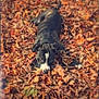 Delilah is registered to the contest to win money with this photo: dog, autumn, leaves, outdoor, animal, playful, brown, black, white, nature, fall, camouflage, pet, canine, leafpile, cute, lying_down, ears, fur, ground