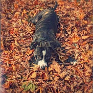 Rocky joined the competition — help win amazing prizes! dog, autumn, leaves, outdoor, animal, playful, brown, black, white, nature, fall, camouflage, pet, canine, leafpile, cute, lying_down, ears, fur, ground