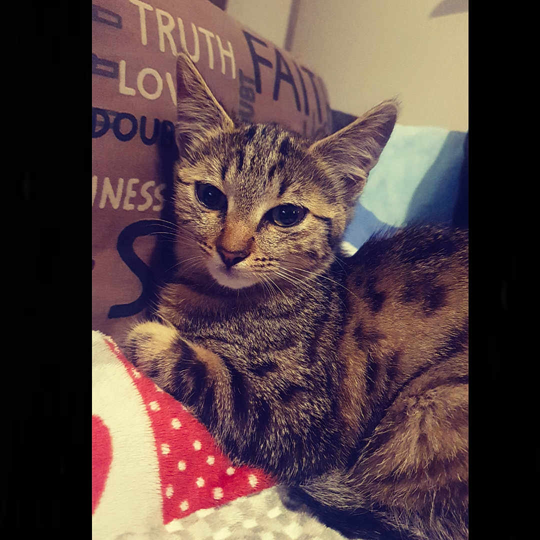 Vaïnaa participe au concours pour gagner de l'argent avec cette photo : animal, blanket, cat, closeup, cozy, cushion, cute, ears, face, feline, fur, home, indoor, kitten, pet, relaxed, resting, tabby, toy, whiskers