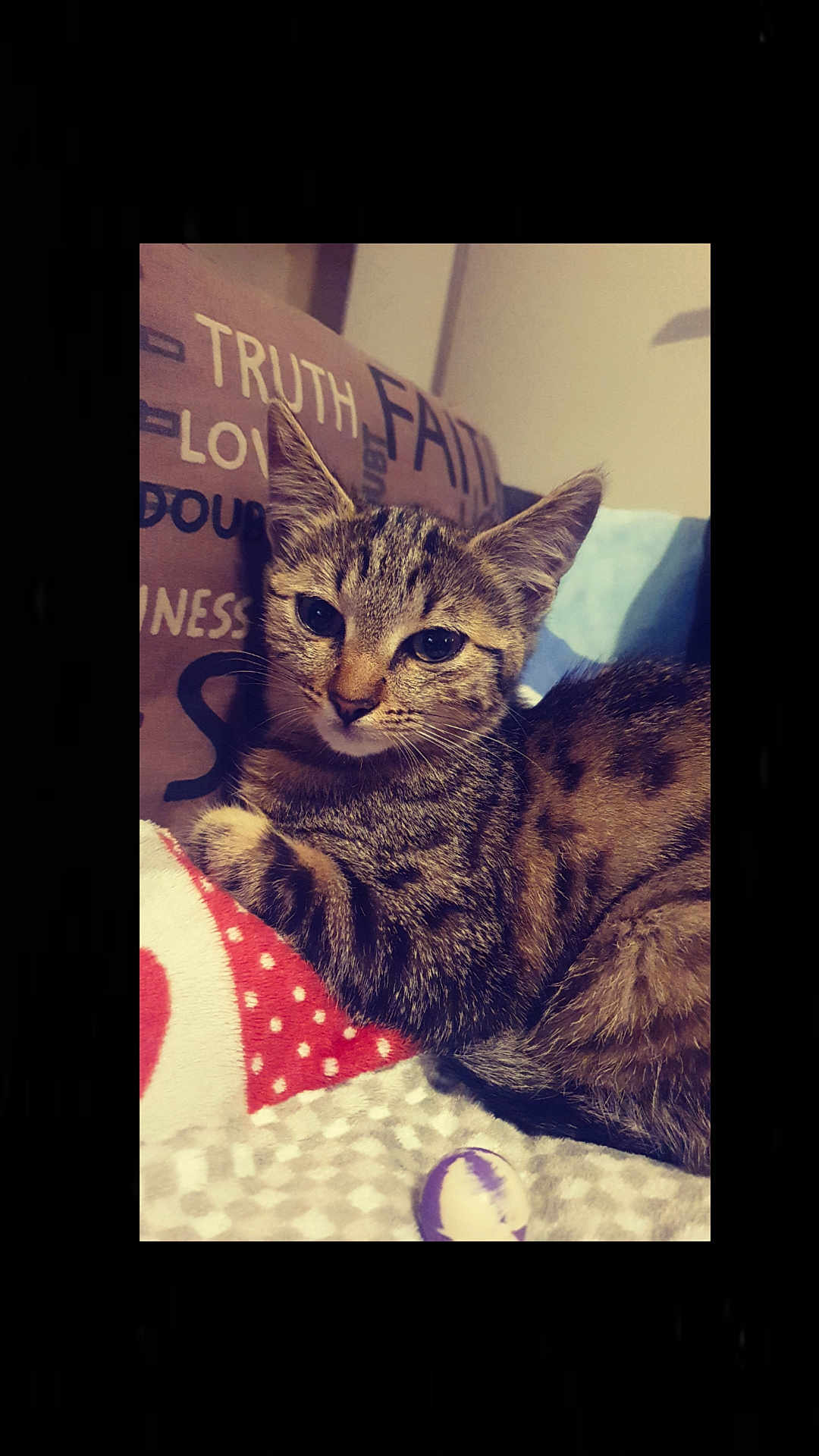 Vaïnaa participe au concours pour gagner de l'argent avec cette photo : cat, kitten, tabby, animal, pet, cute, feline, indoor, blanket, cushion, toy, relaxed, resting, fur, whiskers, ears, face, closeup, cozy, home