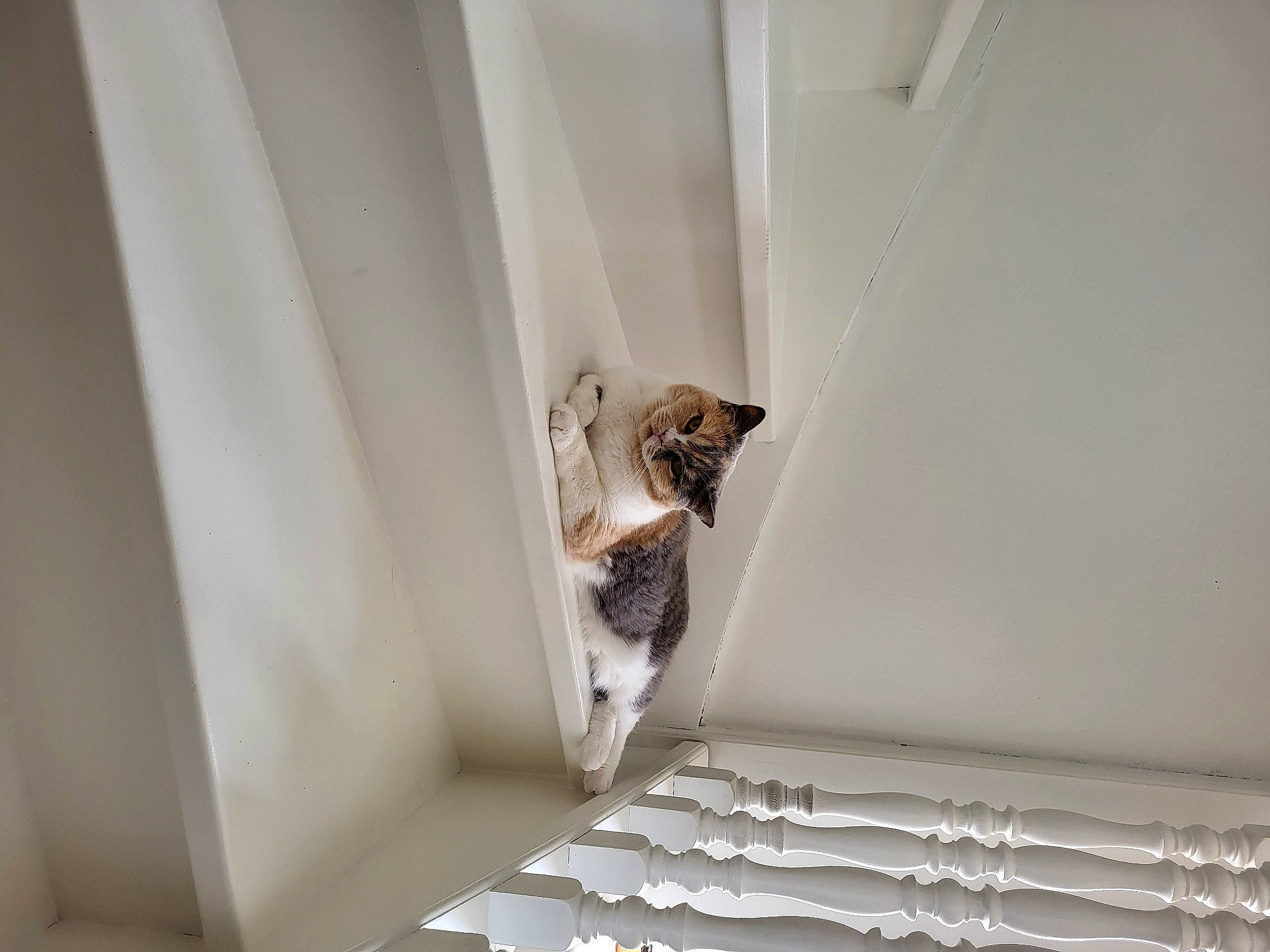 Holydays a rejoint le concours — aidez-le/la à gagner de superbes lots ! baluster, carnivore, cat, ceiling, felidae, flooring, handrail, hardwood, linens, metal, molding, room, shelf, small_to_medium_sized_cats, stairs, whiskers, window, window_covering, window_treatment, wood