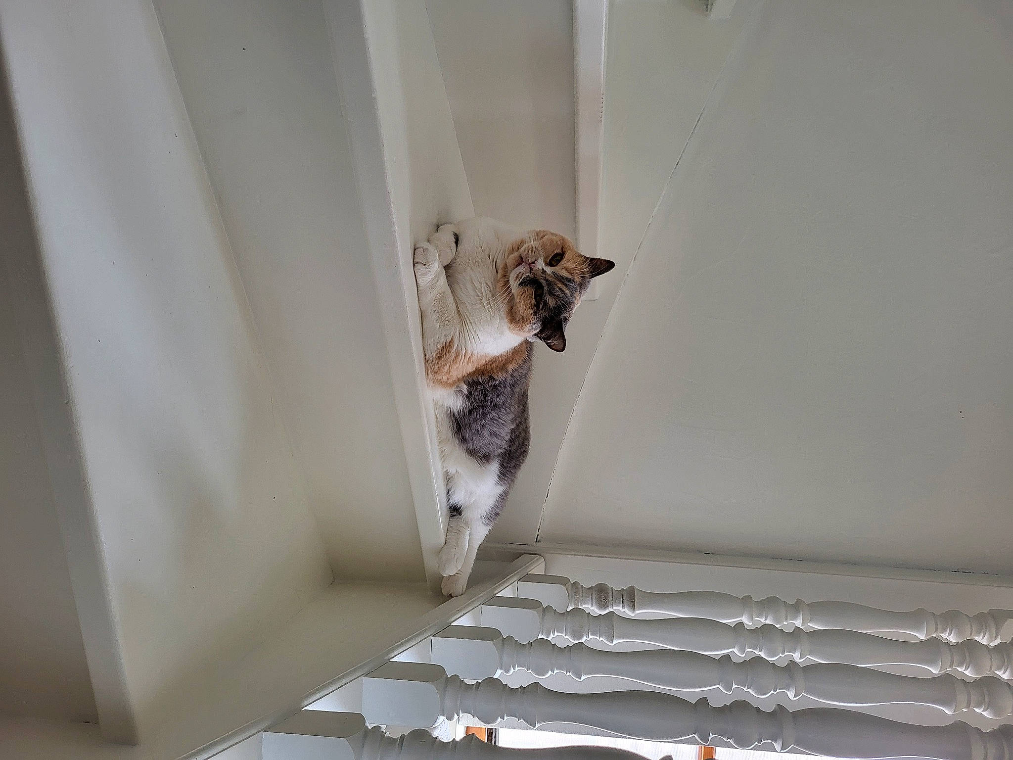 Holydays a rejoint le concours — aidez-le/la à gagner de superbes lots ! carnivore, ceiling, couch, curtain, door, felidae, flooring, handrail, hardwood, house, interior_design, linens, room, small_to_medium_sized_cats, stairs, tail, window, window_covering, window_treatment, wood