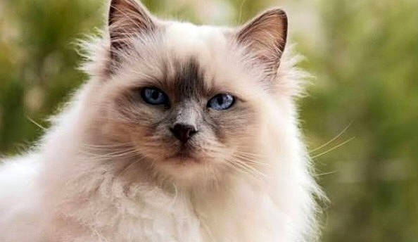 Pralinne participe au concours pour gagner de l'argent avec cette photo : balinese, birman, carnivore, cat, close_up, fawn, felidae, fur, ragdoll, small_to_medium_sized_cats, snout, terrestrial_animal, thai, whiskers