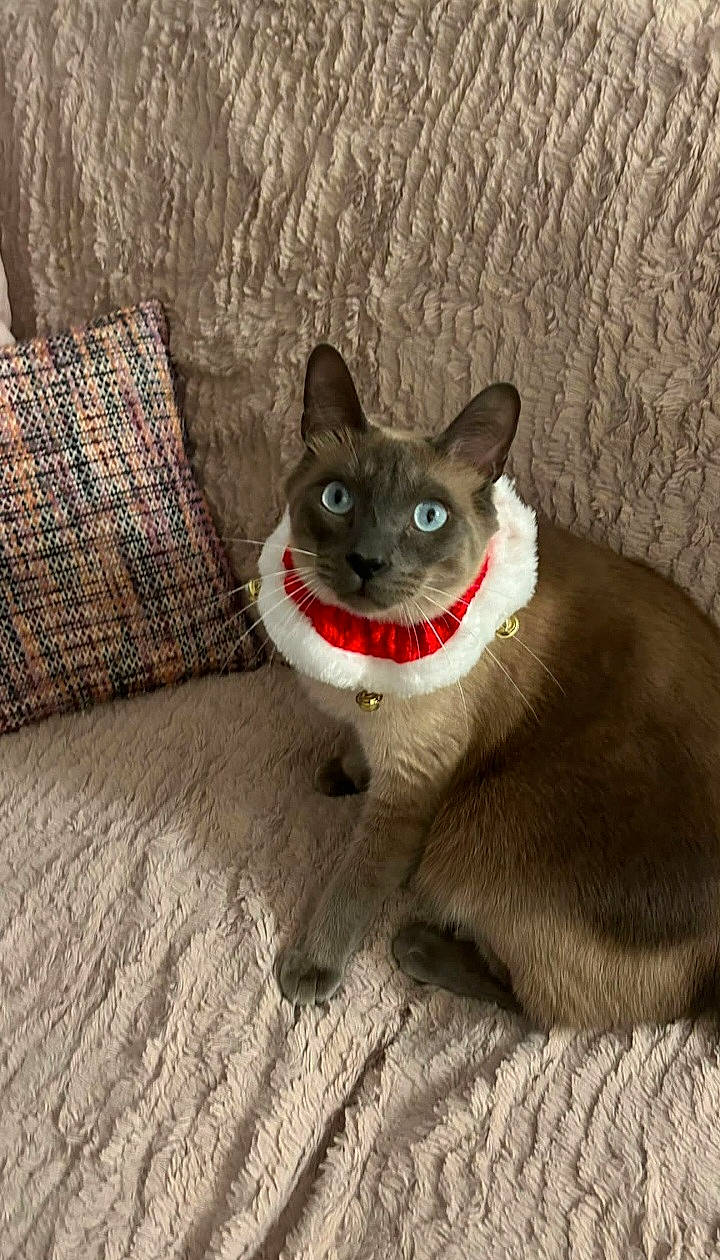 Silver participe au concours pour gagner de l'argent avec cette photo : black_cat, canidae, carnivore, cat, collar, dog_breed, domestic_short_haired_cat, fawn, felidae, flooring, fur, grey, hardwood, paw, small_to_medium_sized_cats, tail, thai, whiskers, window, wood