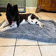 Maxy is registered to the contest to win money with this photo: animal, black_and_white, canine, cozy, crate, dog, domestic, floor, furniture, home, indoor, lying_down, mat, paw, pet, pet_bed, relaxed, tile, tongue_out, wooden_cabinet