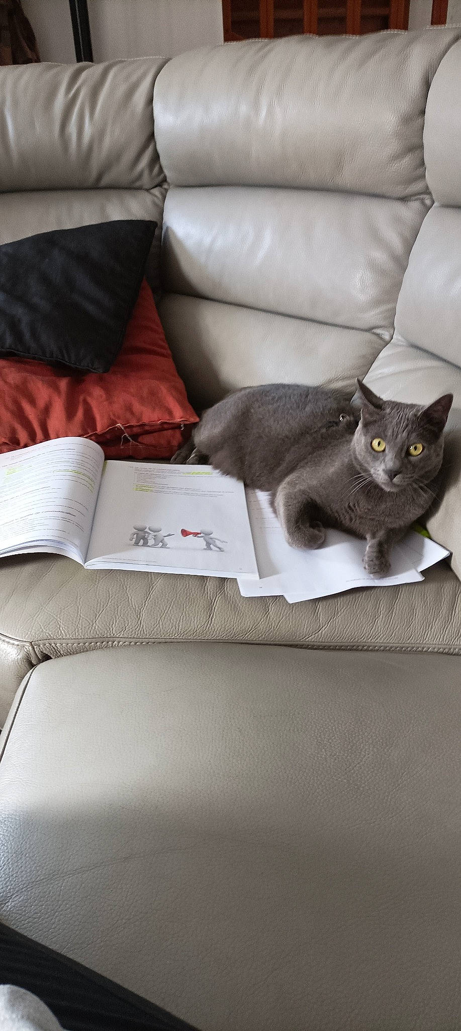 Damon a rejoint le concours — aidez-le/la à gagner de superbes lots ! black_cat, carmine, carnivore, cat, comfort, couch, domestic_short_haired_cat, felidae, flooring, fur, grey, hardwood, linens, living_room, pillow, small_to_medium_sized_cats, tail, throw_pillow, whiskers, white