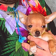 Tarzan participe au concours pour gagner de l'argent avec cette photo : carnivoran, chihuahua, companion_dog, dog, dog_breed, dog_breed_group, dog_like_mammal, fawn, mammal, puppy, snout, vertebrate
