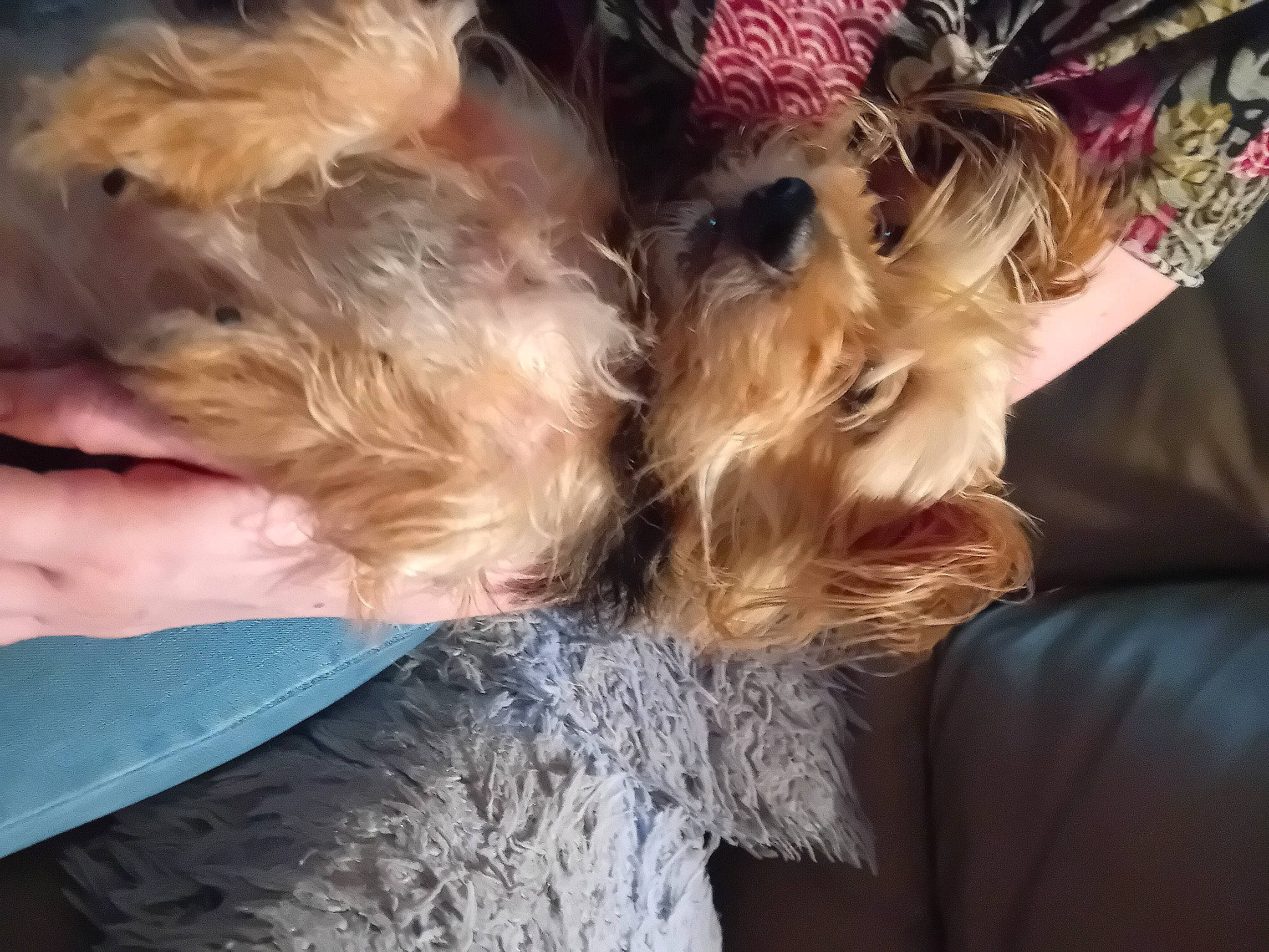 Caline a rejoint le concours — aidez-le/la à gagner de superbes lots ! blond, brown_hair, canidae, carnivore, comfort, companion_dog, dog, dog_breed, ear, fashion_accessory, fawn, fur, hair_coloring, human_leg, liver, small_terrier, sporting_group, tail, terrier, toy_dog