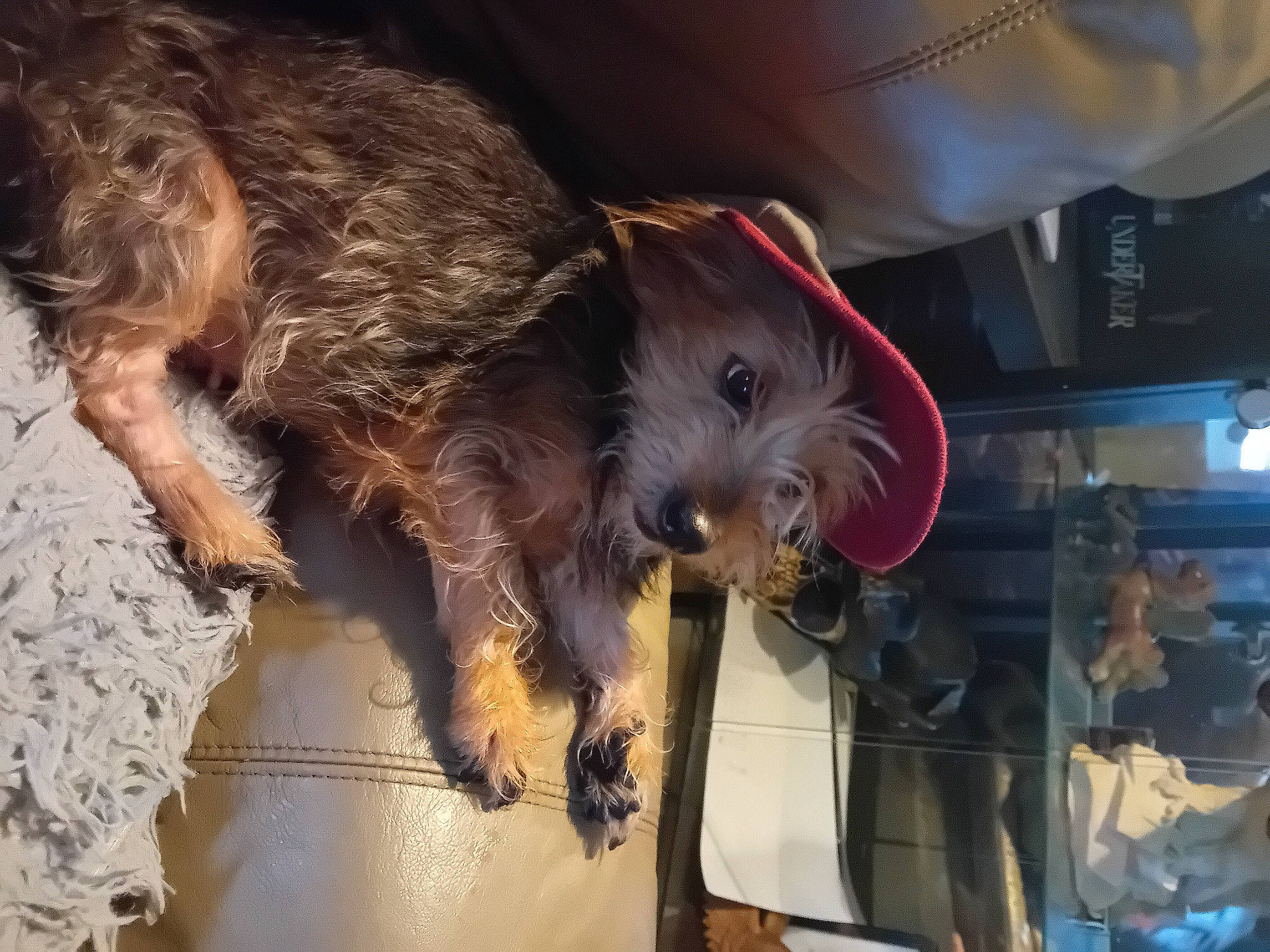 Caline participe au concours pour gagner de l'argent avec cette photo : canidae, carnivore, companion_dog, dog, dog_breed, fur, labradoodle, liver, machine, schnauzer, small_terrier, snout, sporting_group, terrier, toy_dog, welsh_terrier, working_animal, working_terrier, yorkipoo