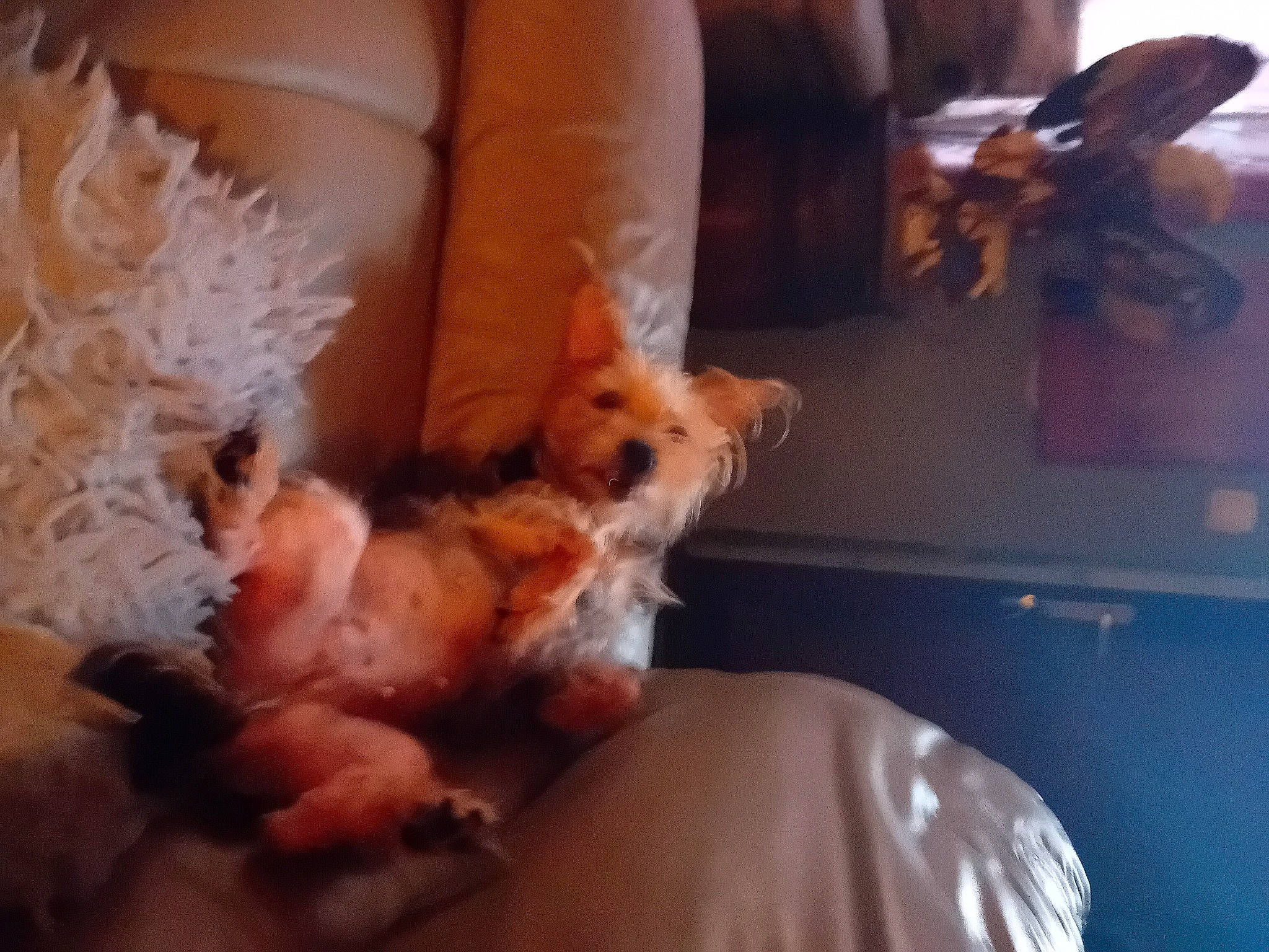 Caline a rejoint le concours — aidez-le/la à gagner de superbes lots ! bed, carnivore, chair, comfort, companion_dog, couch, dog, dog_breed, fawn, felidae, fur, mechanical_fan, pillow, pomeranian, small_to_medium_sized_cats, terrier, toy, toy_dog, vertebrate, whiskers