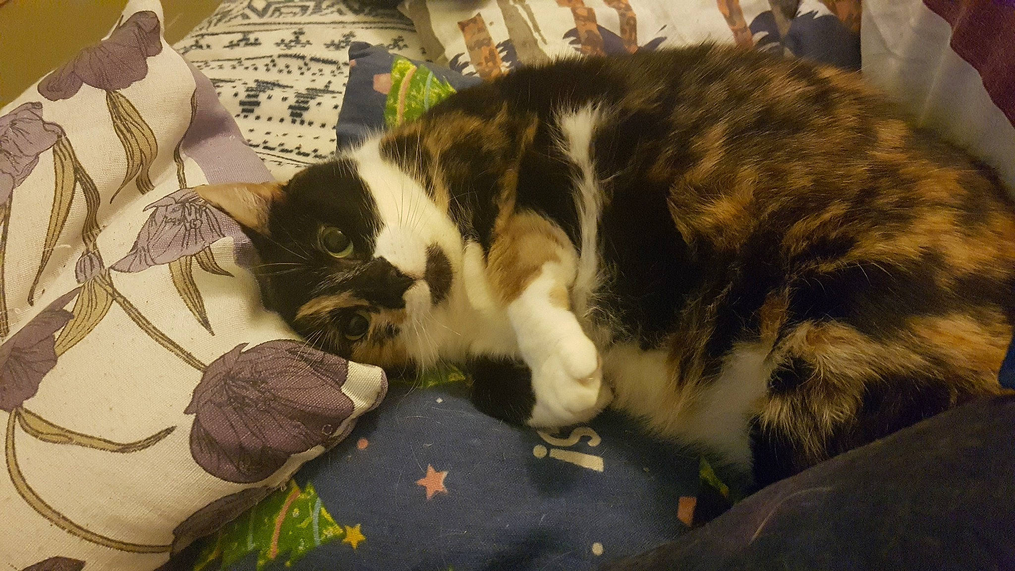 Catalina is registered to the contest to win money with this photo: carnivore, cat, domestic_short_haired_cat, european_shorthair, felidae, fur, kitten, nap, sleep, small_to_medium_sized_cats, whiskers