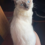 Ares participe au concours pour gagner de l'argent avec cette photo : animal, blue_eyes, calm, cat, close_up, curious, domestic_cat, feline, fluffy_fur, hand, indoor, lap, looking_back, nail_polish, person, pet, portrait, sitting, soft_fur, white_cat