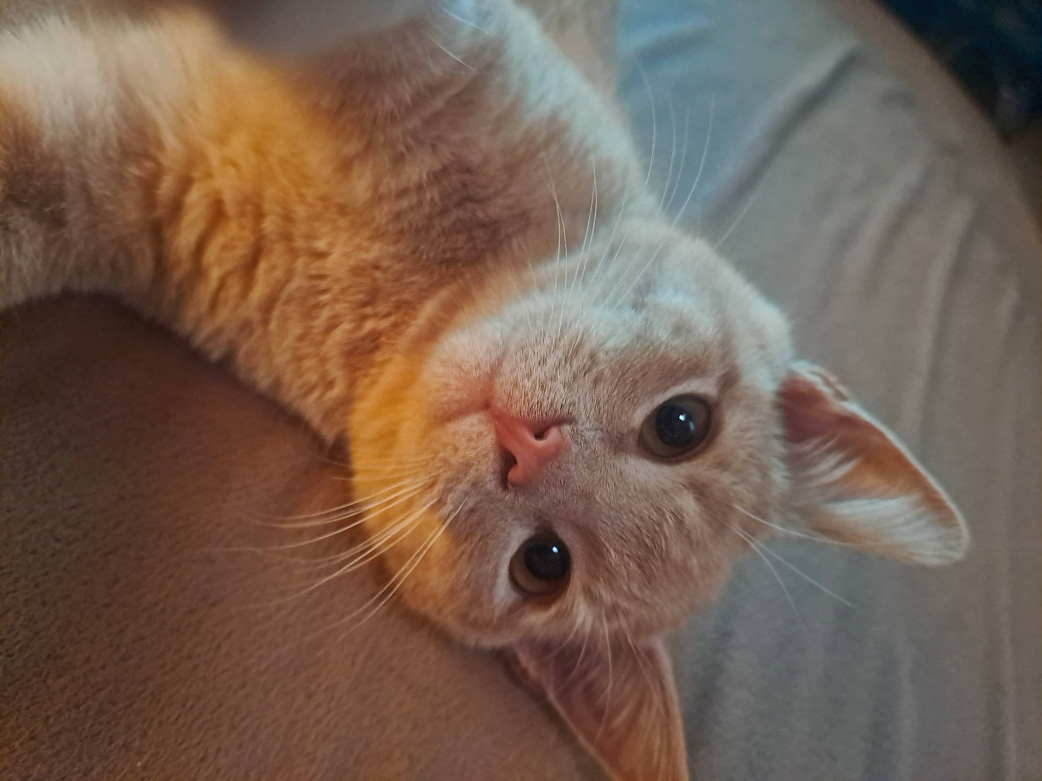 Oliver joined the competition — help win amazing prizes! carnivore, cat, claw, comfort, domestic_short_haired_cat, eye, fawn, felidae, flooring, foot, fur, paw, small_to_medium_sized_cats, tail, terrestrial_animal, whiskers, wood