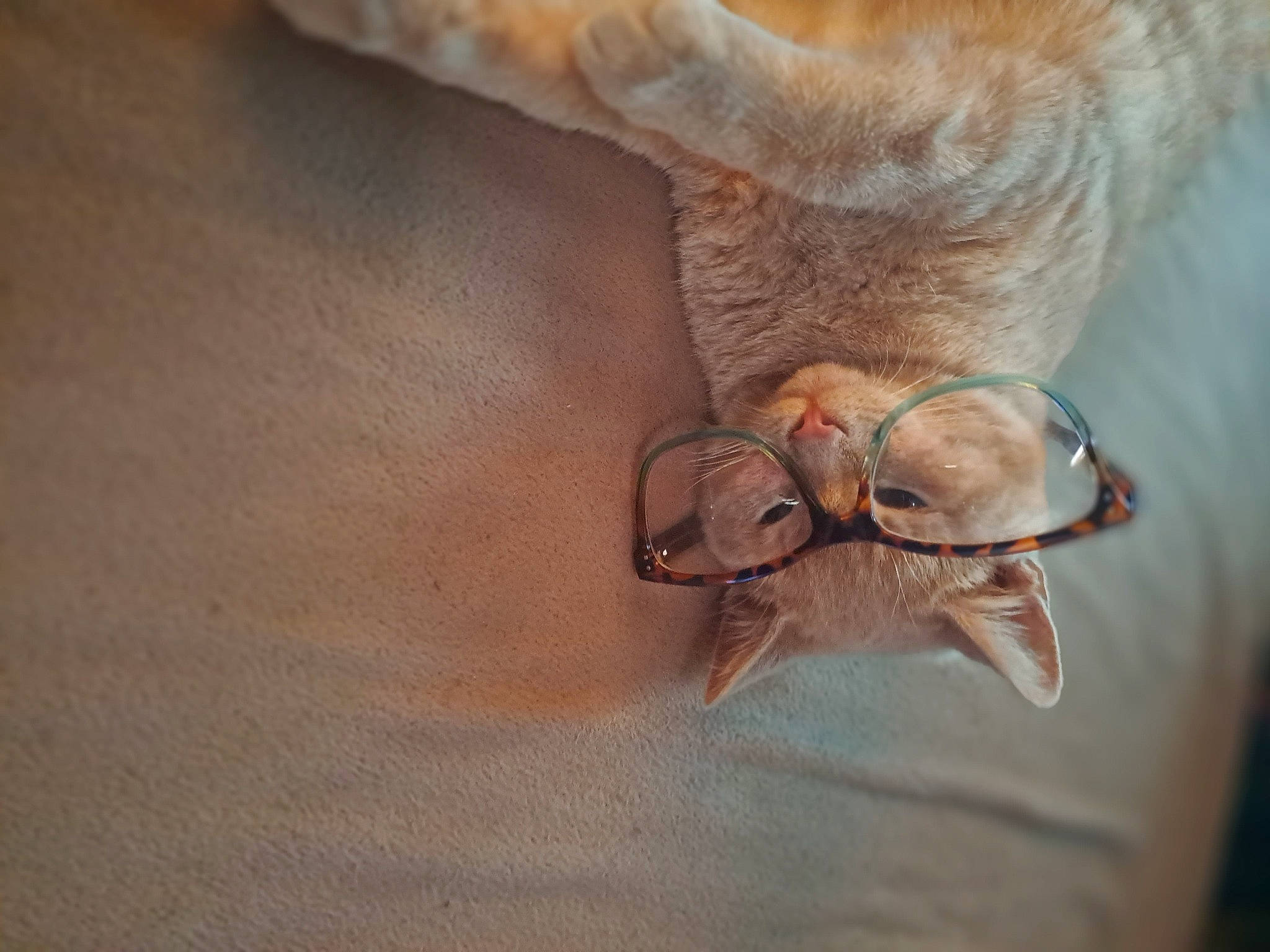 Oliver is registered to the contest to win money with this photo: eyelash, eyewear, fashion_accessory, fawn, feather, fur, glasses, human_leg, linens, macro_photography, nail, pattern, peach, tail, textile, thread, whiskers, wood, wrinkle, wrist