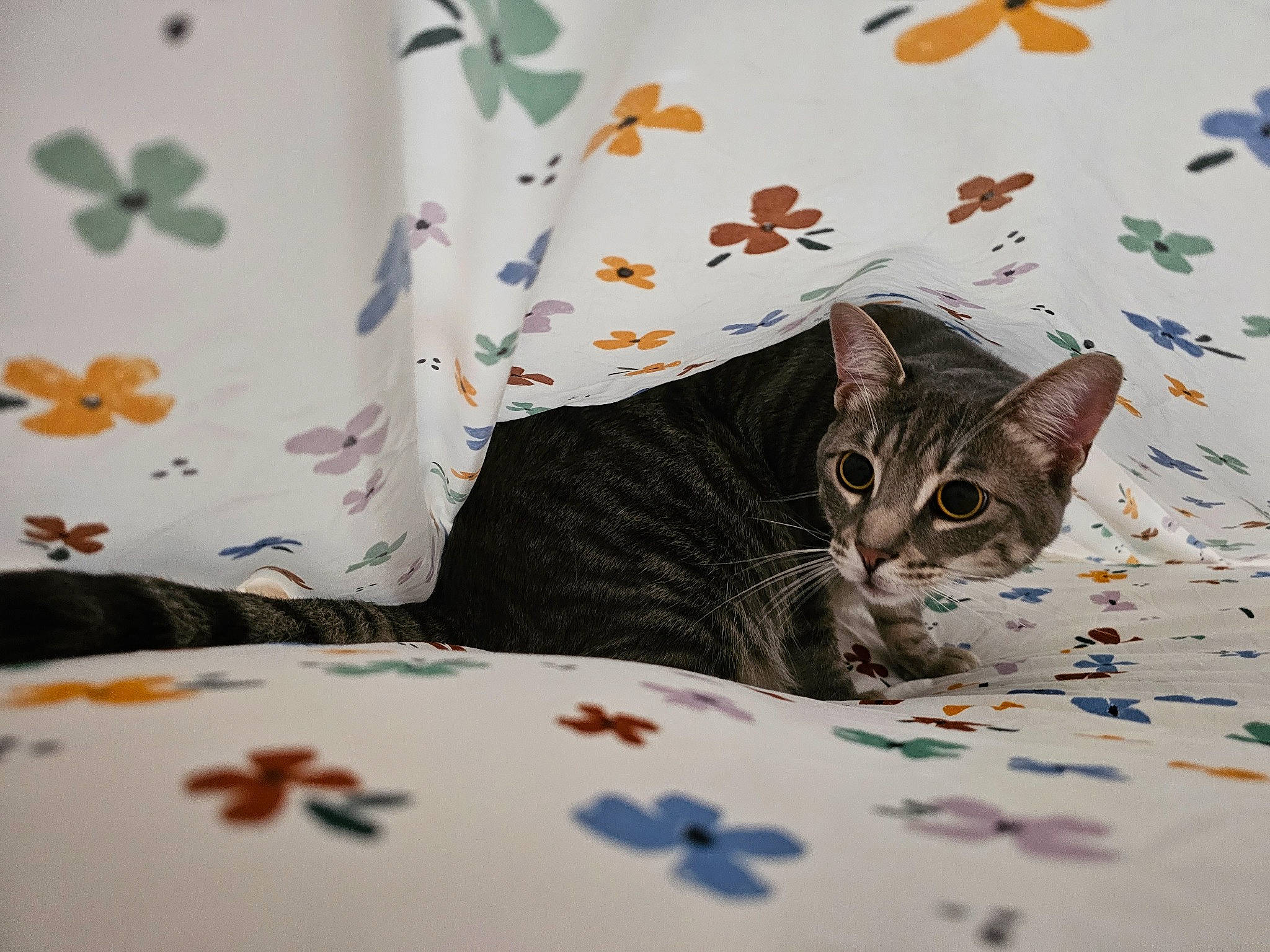 Deenie Weenie is registered to the contest to win money with this photo: bed, bed_sheet, bedding, butterfly, carnivore, cat, cat_supply, comfort, cushion, domestic_short_haired_cat, felidae, fur, home_accessories, linens, pattern, pollinator, room, small_to_medium_sized_cats, whiskers