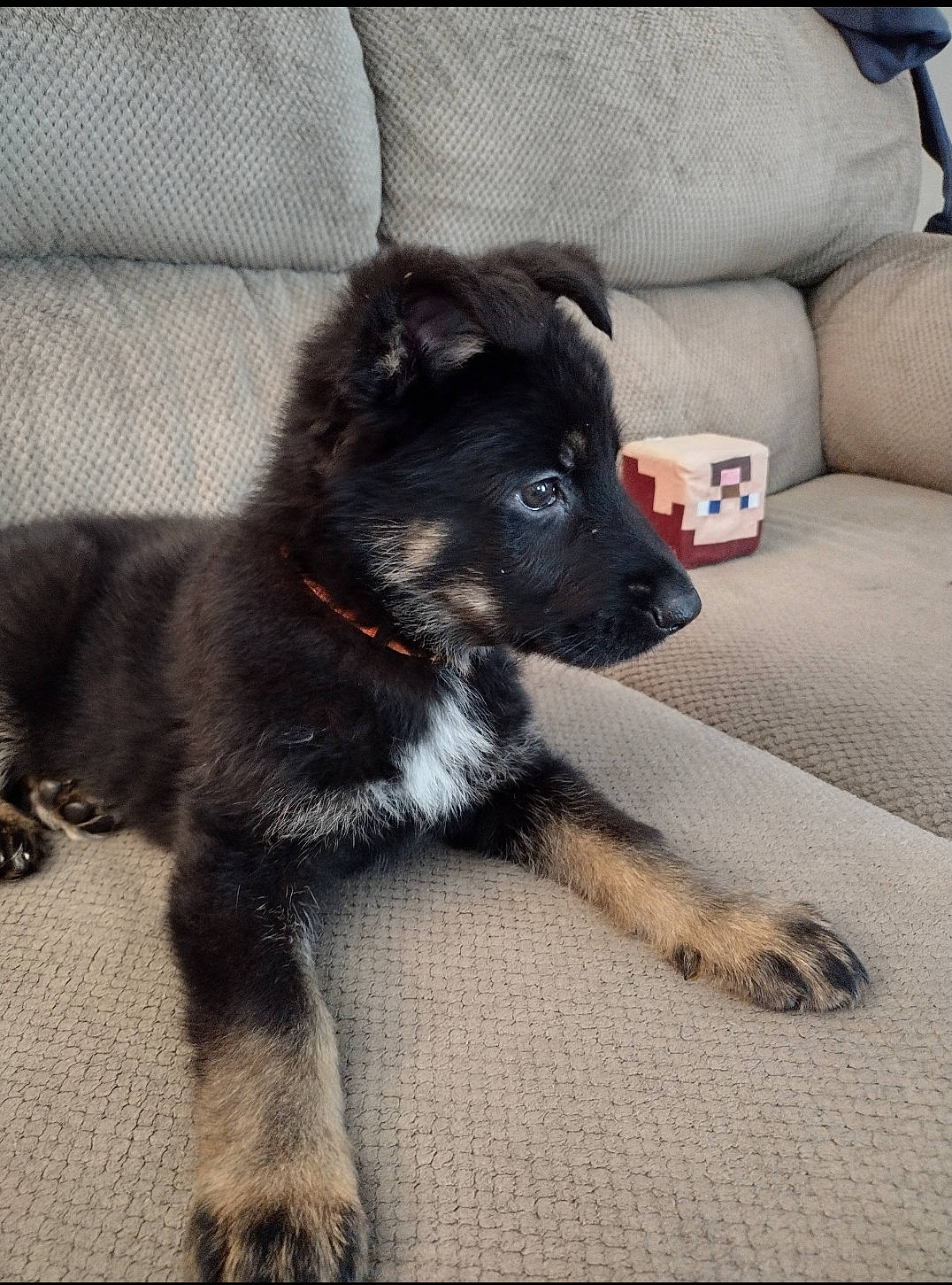 Maximus Anubis Smith